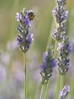 Blue-eyed, digger, long-horned bee on lavender flowers, New Mexico Art Print
